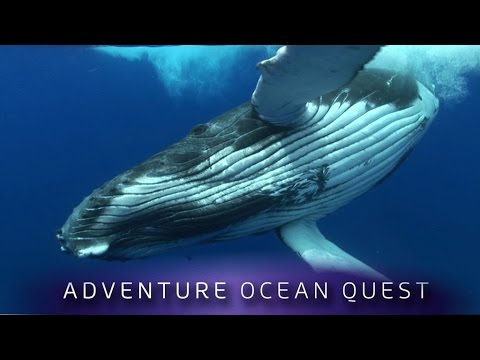 ► Adventure Ocean Quest - The Giants of Rurutu (FULL Documentary)
