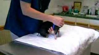 preview picture of video 'Sauerkraut's First Vet Visit'