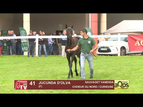 Show Aqps Ouest 2019 : Lot 41 - JUCUNDA D'OLVA