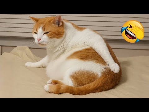 Versuche nicht zu lachen 😅 Die besten lustigen Hunde und Katzen 😹🐶 Teil 4