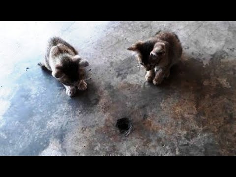 Cats Eat Ants - Price Chek