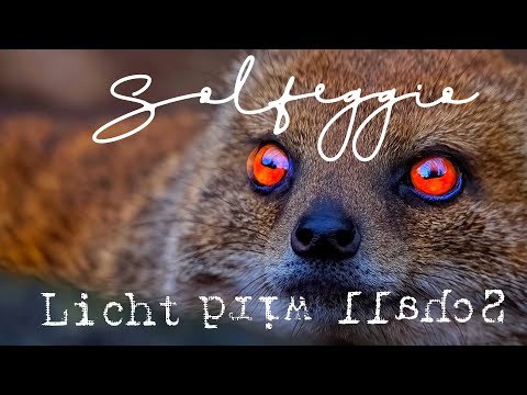 Wird Licht wirklich zu Schall wenn die Stille den Schatten bedeckt?