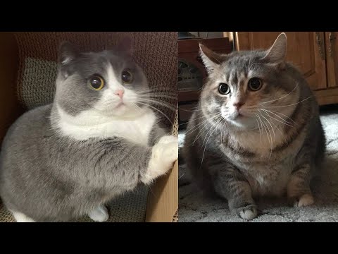 Try Not To Laugh 🤣 New Funny Cats Video 😹 - MeowFunny Part 29