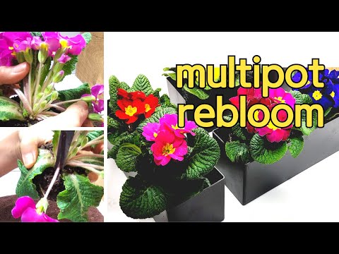 , title : 'Simple & easy tips  to multipot, rebloom & care Primrose indoors간단하게 꽃 정리하기'