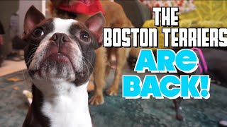 The Boston Terriers ARE BACK!