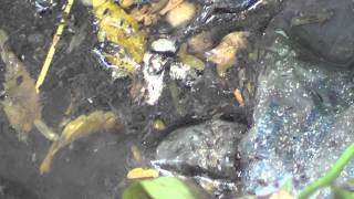 drain with massive breeding of mosquitoes in the heart of city