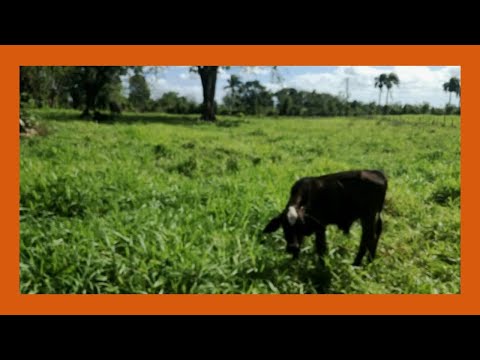 Finca de 1980 tareas Ganadera en San Francisco de Macorís