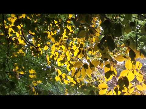 Dear Darkness (PJ Harvey cover) video thumbnail