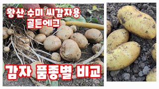 감자 4종 비교 수미감자 씨감자용수미감자 골든에그  왕산종묘 왕산 감자 심은지 80일 광지실 박용근 농가 […