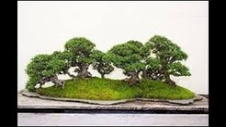 preview picture of video 'Update _ How to grow tamarind Bonsai forest from seeds'