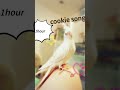 cookie song 🍪 #จิงเจอร์ปุ๊ดๆ #cockatiel