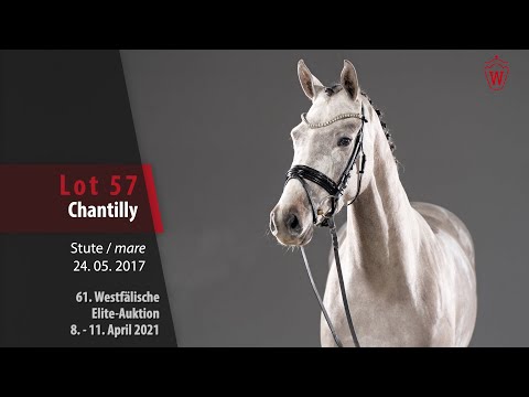 61. Westfälische Elite-Auktion Lot 57 Chantilly Stute v. Colman - Le Tot de Semilly