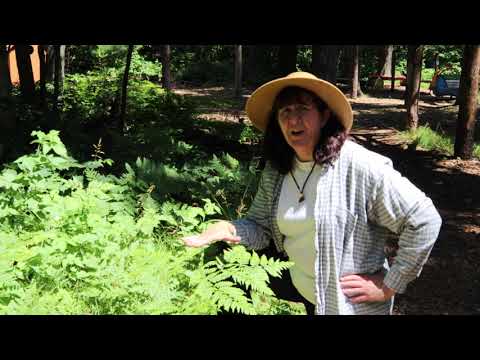 Trailside Treasures 2 - Bracken Fern