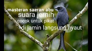 Download lagu Suara pikat burung saeran abu paling jernih mp3