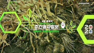[ 주간농사정보 ] 6월 둘째주
