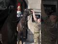 HORSE PLAYS WITH SOLDIER Horse Guards Royal Guard Kings Guard Horse London 2024