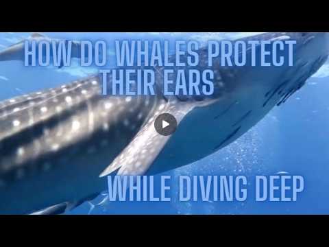 How Do Whales Protect Their Ears While Diving Deep