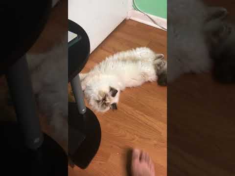 Himalayan Cat knows how to open doors.