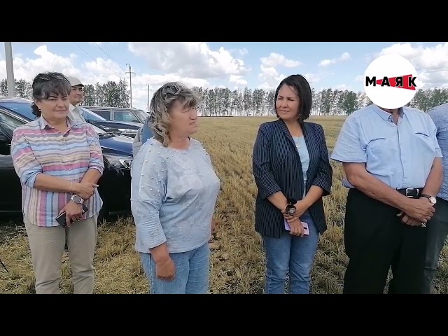 Азнакай кырларында урак  башланды