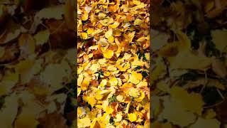 Colores de Otoño. Granada. Buenos días.