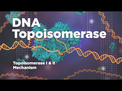 DNA Topoisomerase | Topoisomerase I and II mechanism | Releasing the tension of DNA