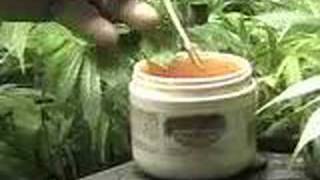 How to Clone Marijuana - Cloning Marijuana