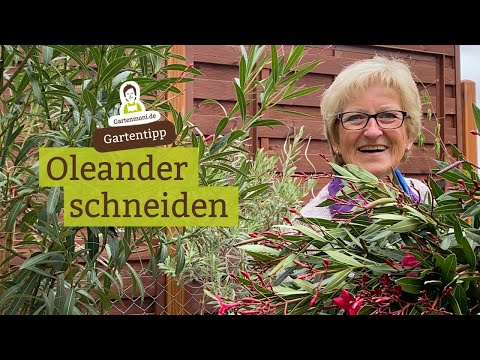 When and how to prune oleander? Even if it's difficult, pruning is sometimes necessary.