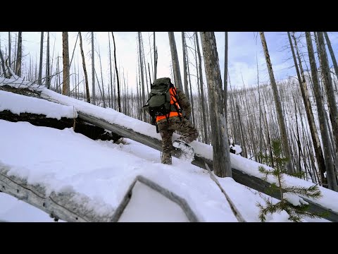 LATE SEASON MONTANA ELK HUNT with Remi Warren