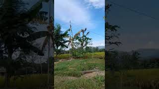 Download lagu Mikat Ciblek Sawah Termudah mp3