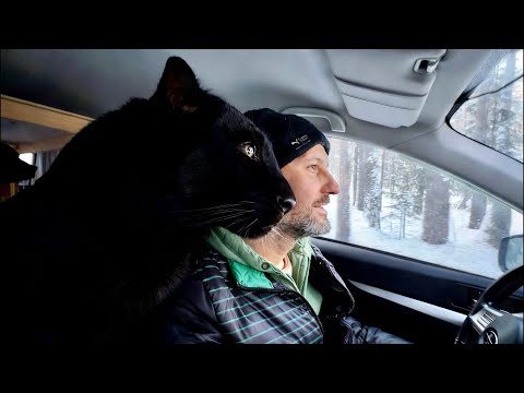 Luna the panther walks along the river 🐆(ENG SUB)