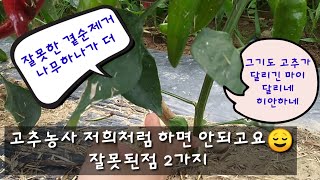 고추재배-고추농사가 어렵네요. [농사TV]