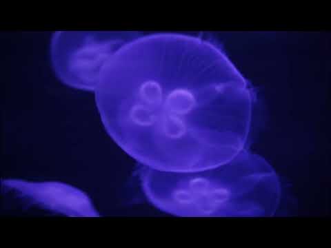 Rahhala feature film (2019) | (٢٠١٩)  رحّاله