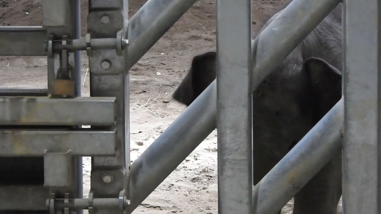 柵の前に来たアジアゾウの赤ちゃん　Baby elephant coming to the fence.230918