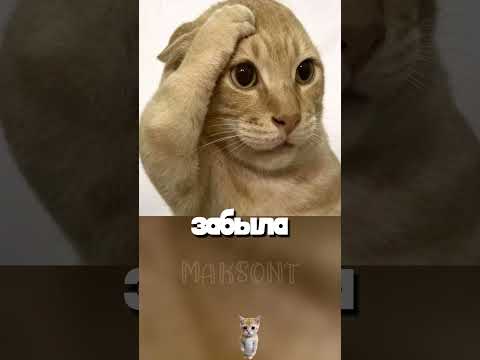 Худший этаж для кота