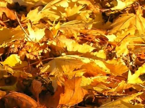 The autumn symphony
