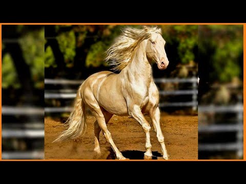 地球上で最も美しい馬 10 頭