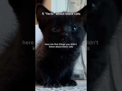Five things you didn't know about black cats