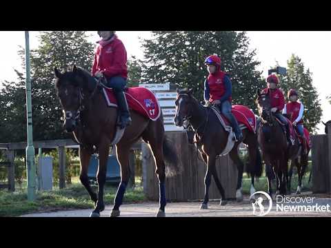 Charlie Fellowes ¦ St Gatien Cottage Stables