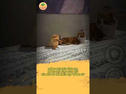Mèo Có Thể Cảm Nhận “Sát Khí”?  #funny #haizaizhu #reels #xh #pet