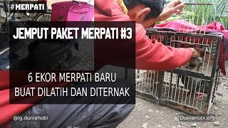 Download lagu Unboxing Paket Merpati Ke #3, 6 Ekor Burung Ajib Siap Geber Lagi mp3