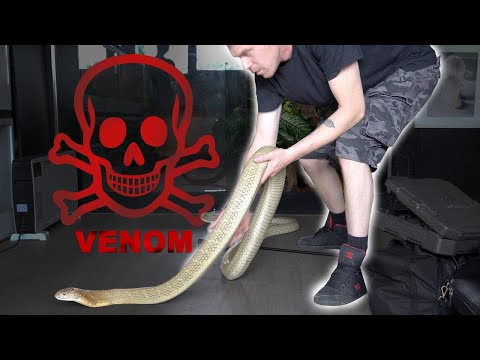 The DEADLIEST attic in Europe + keeping venomous snakes + reckless Youtuber *english subtitles*