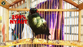 Download lagu 100% NYAUT, Banyak Cucak Keling Lain Langsung Gacor Jika Di Pancing Dengan Cucak Keling Gacor Ini mp3 Download lagu 100% NYAUT, Banyak Cucak Keling Lain Langsung Gacor Jika Di Pancing Dengan Cucak Keling Gacor Ini mp3