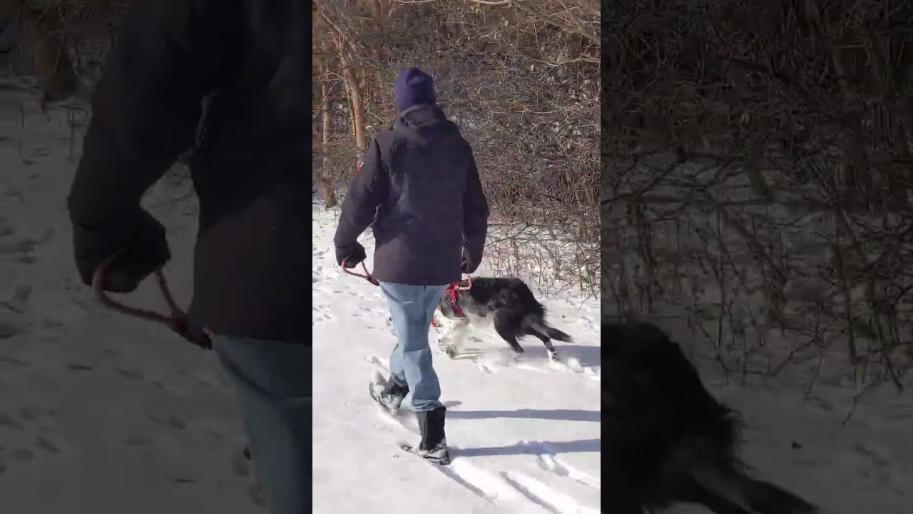 JJ, a ADOPTABLE Border Collie in Minneapolis, MN video 6/6