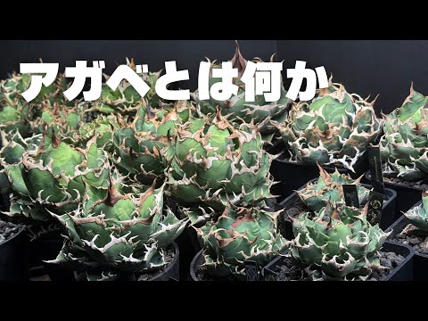 アガベ アメリカーナ
