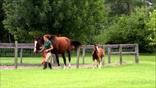 2011 Chestnut Sabino Dutch Warmblood Filly by Ironman, out of imported KWPN mare, Piacenza (Hamlet)