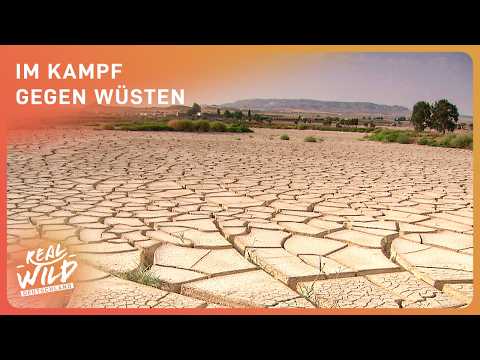 Grüne Revolution: Islands Sieg über die Wüstenbildung