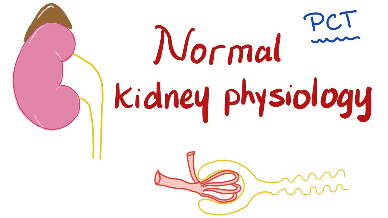 Normal Kidney Physiology | Proximal Convuluted Tubule (PCT)