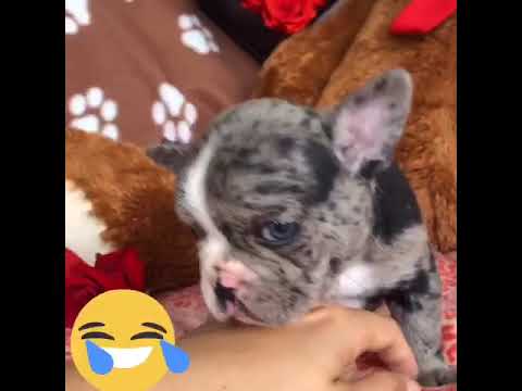 Meet Patches the Merle frenchie