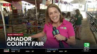 Amador County Fair preview KCRA 3: goat nibbles reporter