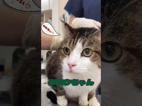 猫の歯石を除去するためのヒント